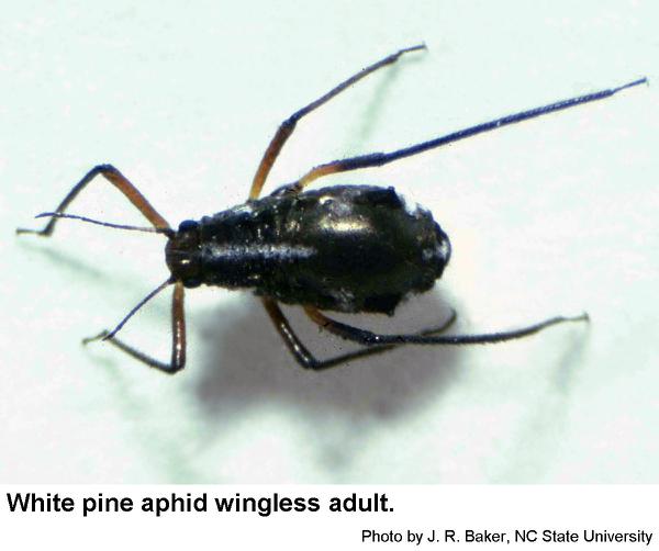 The white pine aphid wingless adult